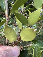 Osmanthus heterophyllus