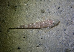 Platycephalus grandispinis