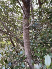 Osmanthus heterophyllus