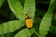 Chauliognathus missionum