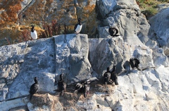 Leucocarbo magellanicus