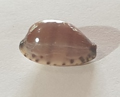 Notocypraea comptonii