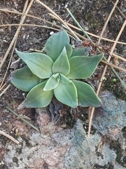 Dudleya cymosa