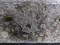 Phaeophyscia