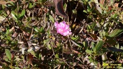 Rhododendron yedoense, photograph (c) Kim, Hyun-tae, some rights reserved (CC BY)