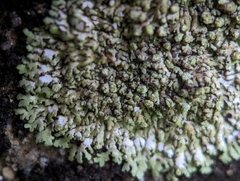 Phaeophyscia