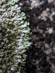 Phaeophyscia
