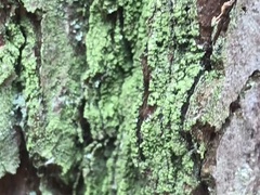 Lepraria finkii