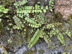 Adiantum malesianum