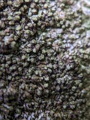 Phaeophyscia