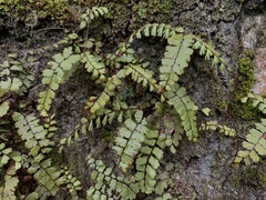 Adiantum malesianum