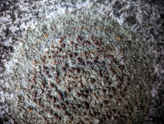 Protoblastenia rupestris