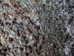 Protoblastenia rupestris