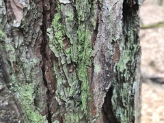 Lepraria finkii
