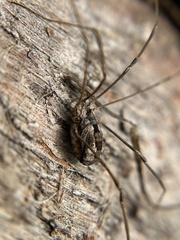 Leuronychus pacificus