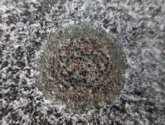 Protoblastenia rupestris