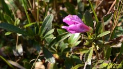 Rhododendron yedoense, photograph (c) Kim, Hyun-tae, some rights reserved (CC BY)