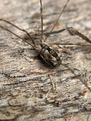 Leuronychus pacificus