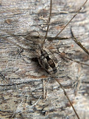 Leuronychus pacificus