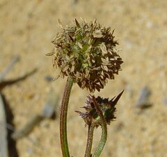 Opercularia spermacocea