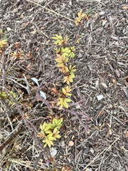 Rubus trivialis