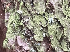 Lepraria finkii