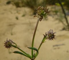 Opercularia spermacocea