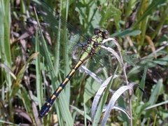 Ophiogomphus carolus