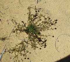 Opercularia spermacocea