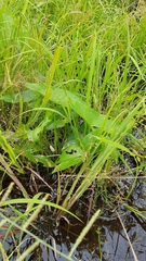 Montrichardia arborescens