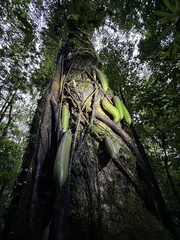 Parmentiera valerii
