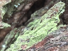 Lepraria finkii
