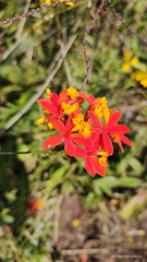 Epidendrum radicans