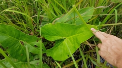 Montrichardia arborescens