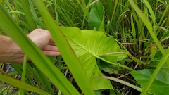 Montrichardia arborescens