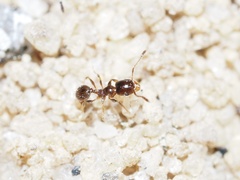 Pheidole bicarinata