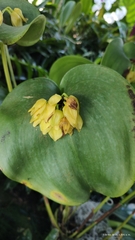 Pleurothallis marthae