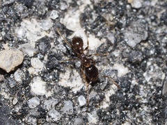 Pheidole bicarinata