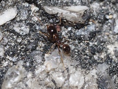 Pheidole bicarinata
