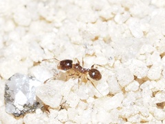 Pheidole bicarinata