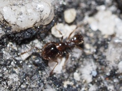 Pheidole bicarinata