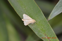 Helicoverpa zea