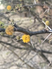 Vachellia pennatula