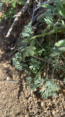 Eschscholzia minutiflora
