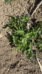 Lepidium lasiocarpum