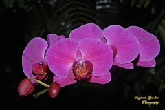 Phalaenopsis