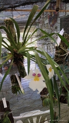 Miltoniopsis
