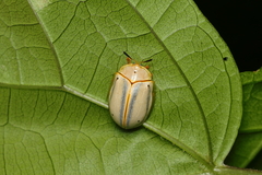 Hilarocassis albida