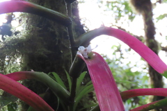 Guzmania wittmackii