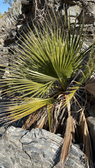 Washingtonia filifera